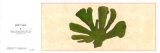 Buy Jade Coral at AllPosters.com