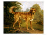 A Golden Retriever on a Path, in Wooded Landscape