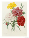 Buy Carnation, circa 1833 at AllPosters.com