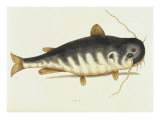 Buy Catfish at AllPosters.com