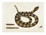 Buy Viper Caudison Snake (Rattlesnake) at AllPosters.com