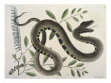 Buy Waterviper Snake at AllPosters.com