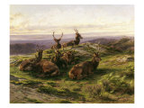 Stags at Rest