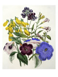 Buy Mixed Calceolaria and Archimenus at AllPosters.com