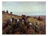 Gathering Grapes