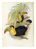 Short-Billed Toucan