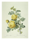 Buy Rosa Sulfurea at AllPosters.com