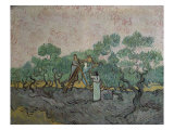 The Olive Pickers, Saint-Remy, c.1889
