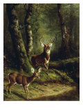 Buck and Doe in the Adirondacks