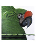 Amazonian Military Macaw