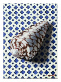 Buy Shell (Coquillage) at AllPosters.com