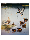 Buy Mallards at AllPosters.com