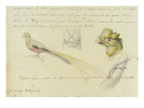 Bird Sketches from Journal