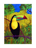Toucan