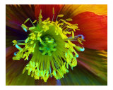 Flower Fantasy
