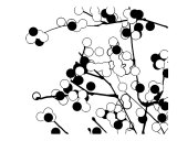 Black and White Cherry Blossom