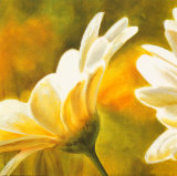 Marguerites dans le Soleil II
