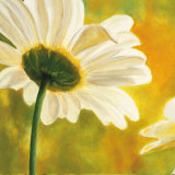 Marguerites dans le Soleil I