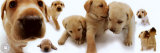 Labrador