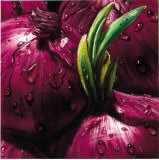 Buy Onions at AllPosters.com