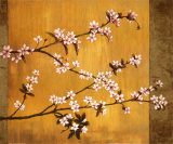 Cherry Blossoms