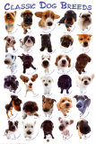 Dog Breeds