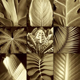 Tropical Leaves II