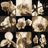 Orchid Bouquet