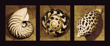Shell Trio