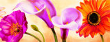 Buy Danse de Fleurs II at AllPosters.com