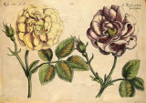 Buy DePasse Elephant Roses I at AllPosters.com