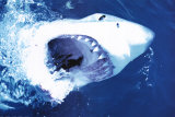 Great White Shark