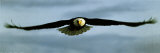 Buy Eagle at AllPosters.com