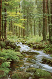 Forest Creek