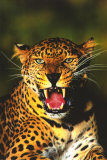 Leopard in Tree