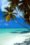 Buy Tropical Beach at AllPosters.com