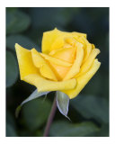 Yellow Rose II