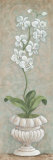 Lavish Orchids I