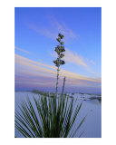 White Sands Morning