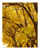Bathed in Gold