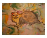 Buy Ferret at AllPosters.com