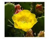 Cactus Bloom