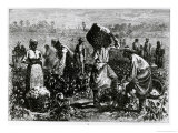 Slaves Picking Cotton on a Plantation