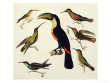 Buy Native Birds, Including the Toucan (Centre), Amazon, Brazil, from "Le Costume Ancien Et Moderne" at AllPosters.com