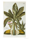 Buy Banana, from J. Weinmann's Phytanthoza Iconographia, 1734-45 at AllPosters.com