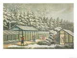 Buy Forcing Garden in Winter at AllPosters.com