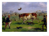 Buy Bull Baiting at AllPosters.com