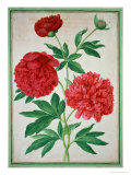 Buy Peonies, Plate 46 from the Nassau Florilegium at AllPosters.com