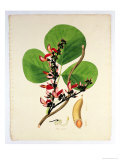 Buy Butea Superba, Illustration from "Plants of the Coromandel Coast," 1795 at AllPosters.com