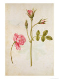 Buy Pink Rose, circa 1568 at AllPosters.com